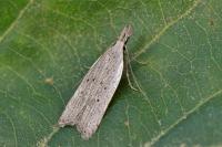 Dichomeris limbipunctella