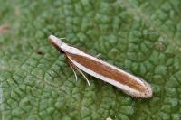 Dichomeris marginella