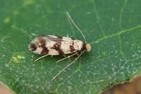 Eudarcia glaseri
