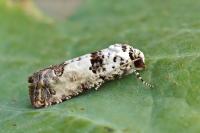 Epinotia dalmatana
