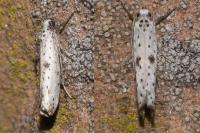 Yponomeuta plumbella
