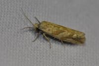 Thiodia citrana