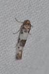 Enolmis acanthella