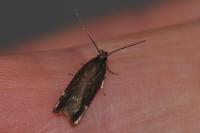 Aroga velocella