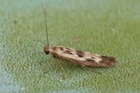 Scythris limbella