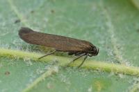 Scythris lampyrella