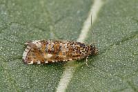 Olethreutes stibiana