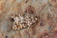 Olethreutes schulziana