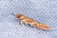 Pyroderces argyrogrammos