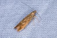 Monochroa lucidella