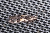 Teleiodes luculella