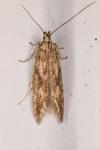 Monochroa lucidella
