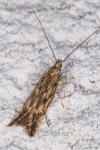 Monochroa lucidella
