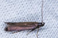 Monochroa tenebrella