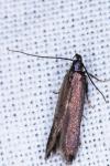 Monochroa tenebrella