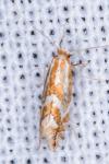 Phyllonorycter