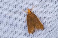 Eurodachtha pallicornella