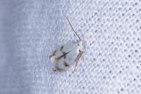 Pseudopostega crepusculella