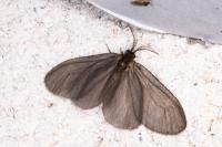 Sterrhopterix fusca