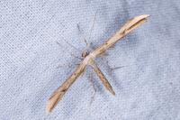 Emmelina monodactyla