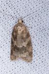 Cnephasia