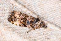 Endothenia gr. gentianaeana