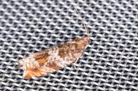 Ancylis achatana