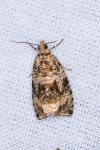 Celypha lacunana