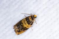 Celypha aurofasciana
