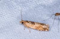 Crocidosema plebejana