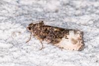 Hedya nubiferana