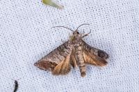 Cydia pomonella