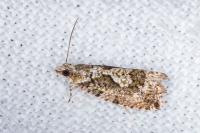 Zeiraphera isertana