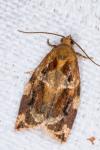 Archips xylosteana