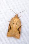 Acleris ferrugana/notana