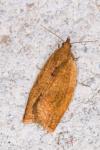 Clepsis consimilana