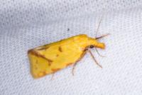 Agapeta hamana