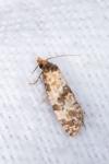 Neocochylis molliculana