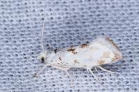 Niphonympha dealbatella