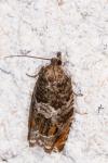 Ancylis achatana
