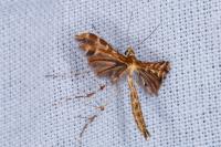 Oxyptilus