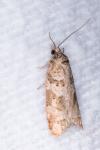 Cnephasia