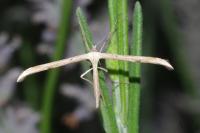 Emmelina monodactyla