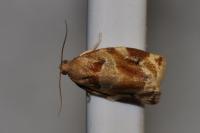 Archips xylosteana