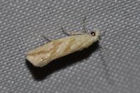Thiodia citrana