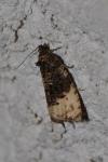 Hedya ochroleucana