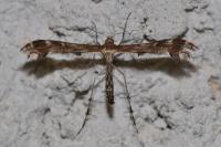 Oxyptilus