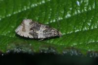 Orthotaenia undulana