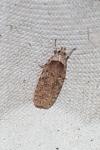 Agonopterix