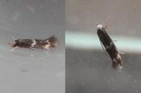 Elachista stabilella